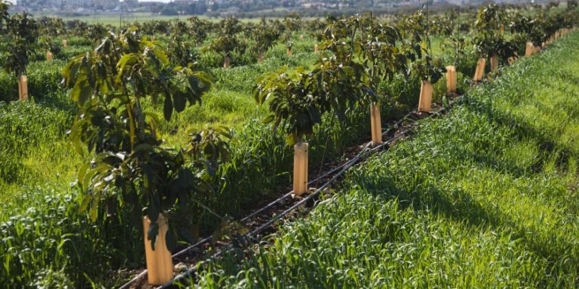 Distancia entre árboles de aguacate: Guía para una plantación exitosa - A qué distancia plantar árboles de aguacate distancia entre arboles de aguacate - A qué distancia plantar árboles de aguacate