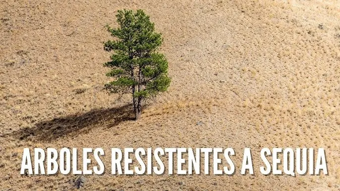 Sequía y árboles: un futuro incierto para nuestros bosques - Cómo afecta la sequía a los árboles arboles sequia - Cómo afecta la sequía a los árboles