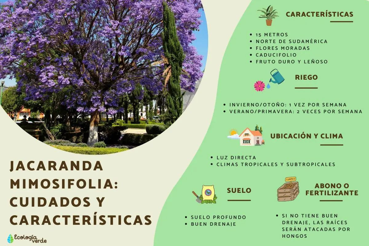 El Impacto del Cambio Climático en las Jacarandas: Floración Temprana y Sus Consecuencias - Cómo afectan las jacarandas al medio ambiente arbol jacaranda raices - Cómo afectan las jacarandas al medio ambiente