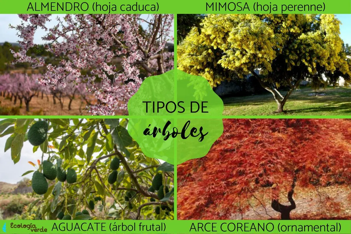Clasificación de árboles: Una guía completa - Cómo clasificar un árbol clasificacion del arbol - Cómo clasificar un árbol