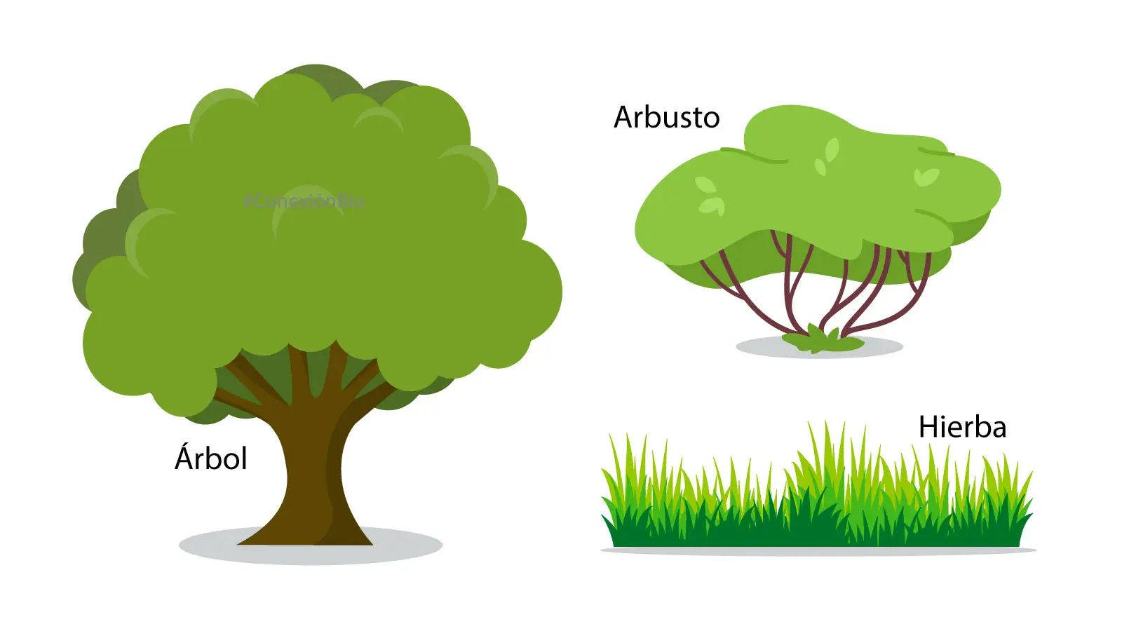 Clasificación de los Árboles según su Tamaño: Una Guía Completa - Cómo clasificar un árbol clasificacion de los arboles segun su tamaño - Cómo clasificar un árbol