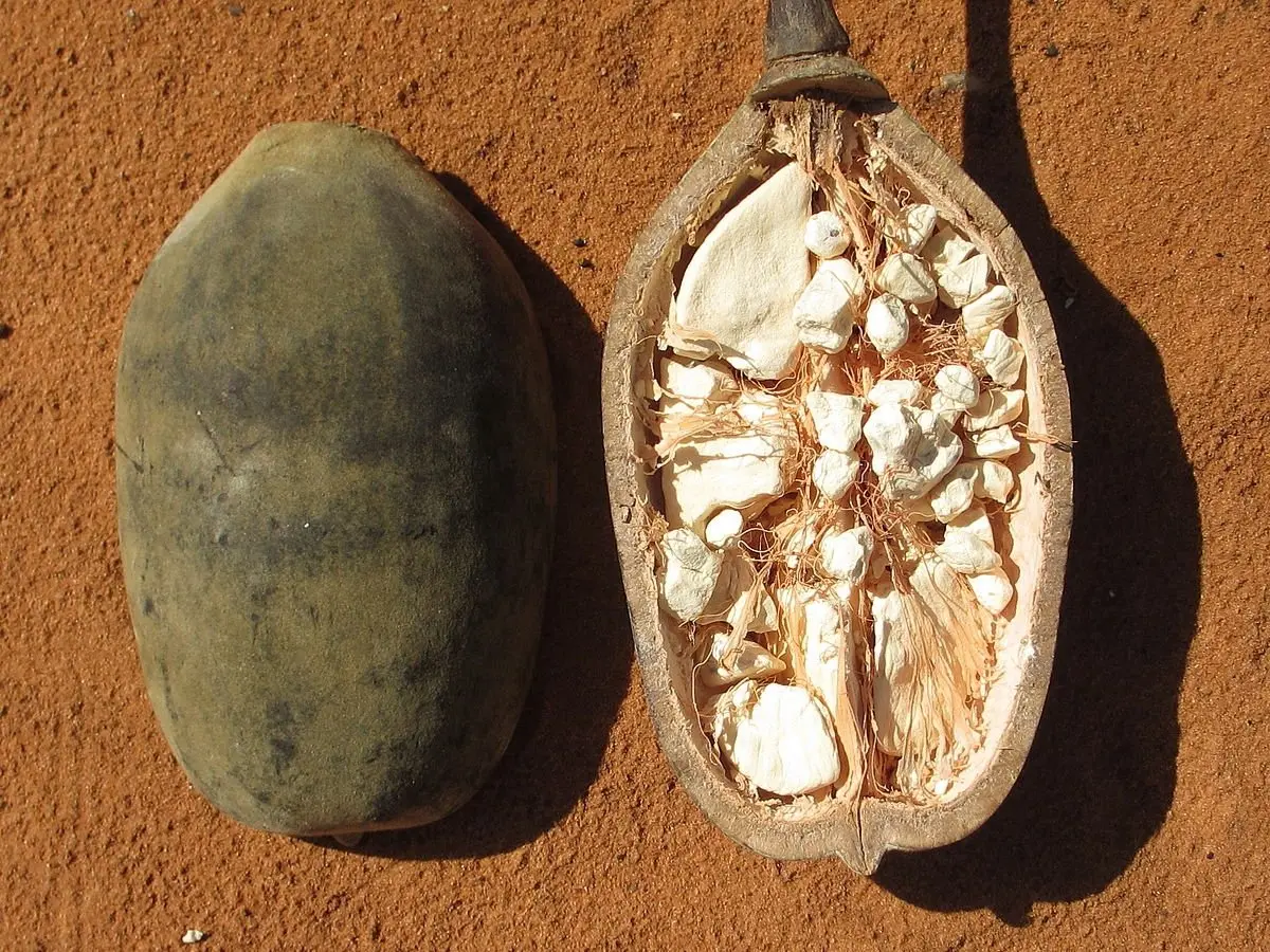 Baobab: El Árbol de la Vida y sus Propiedades - Cómo consumir baobab arbol baobab propiedades - Cómo consumir baobab