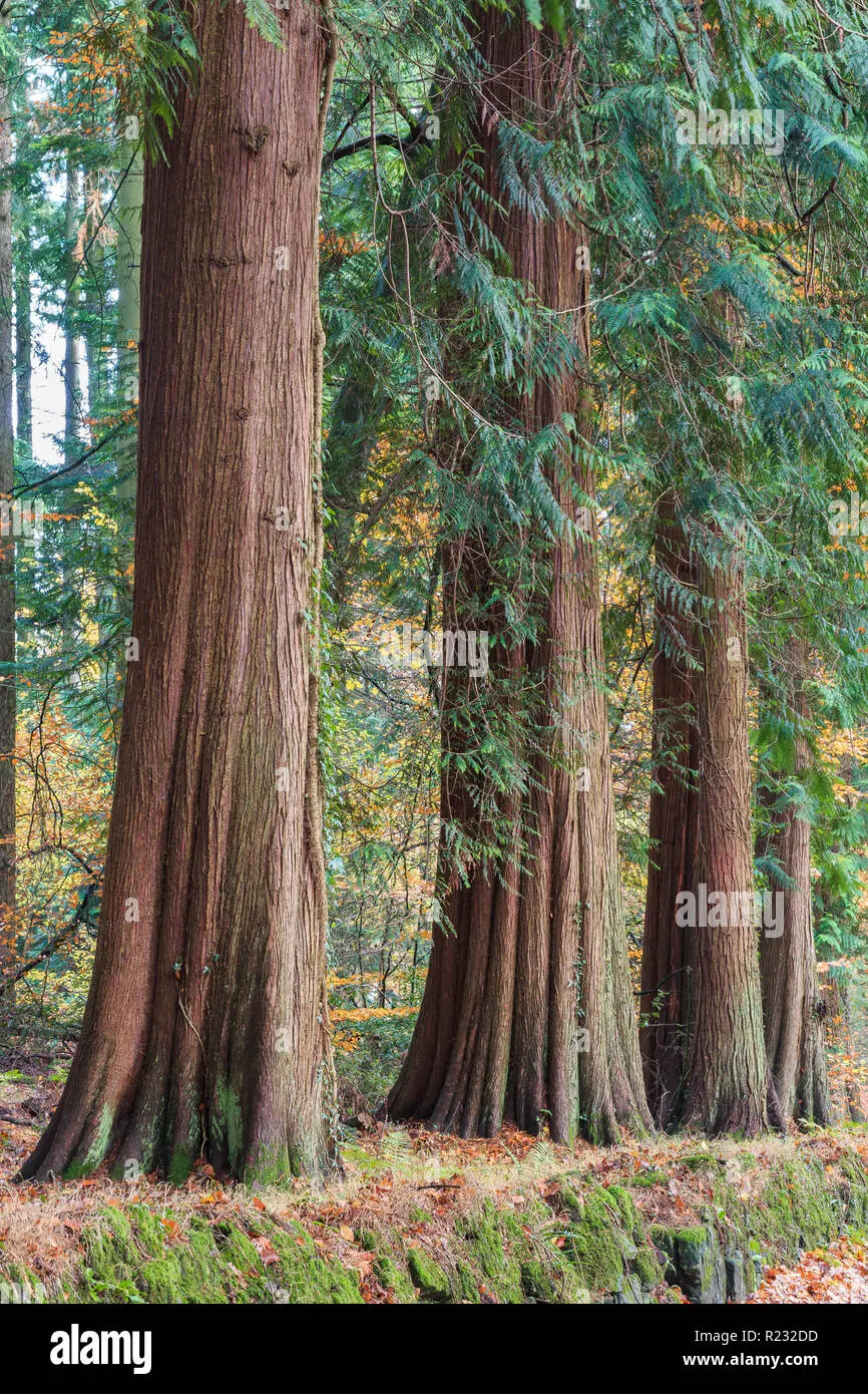 El Cedro Canadiense: Un Árbol Imponente para Tu Jardín - Cómo cuidar el árbol de cedro cedro canadiense arbol - Cómo cuidar el árbol de cedro