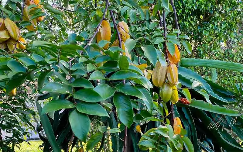 El árbol de la fruta estrella: cultivo, beneficios y usos - Cómo cuidar un árbol de carambola arbol de fruta estrella - Cómo cuidar un árbol de carambola