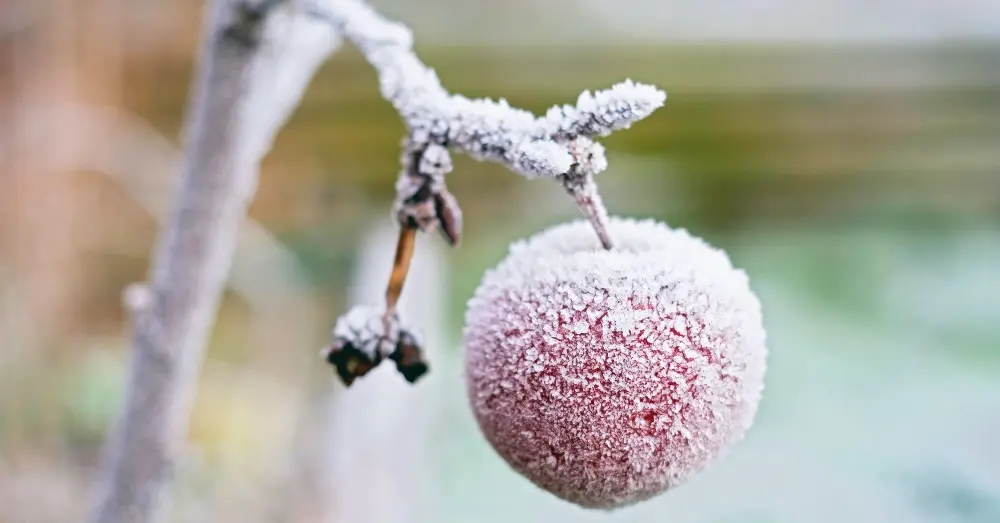 arbol frio - Cómo cuidar un árbol de heladas