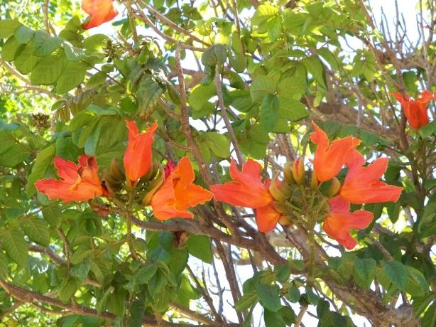arbol de gabon - Cómo cuidar un tulipán africano
