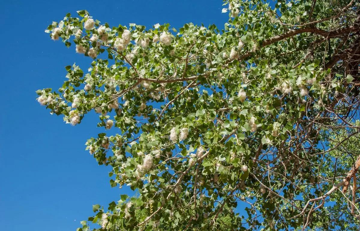 El álamo: Un árbol majestuoso con usos sorprendentes - Cómo cultivar árboles de álamo cottonwood arbol - Cómo cultivar árboles de álamo