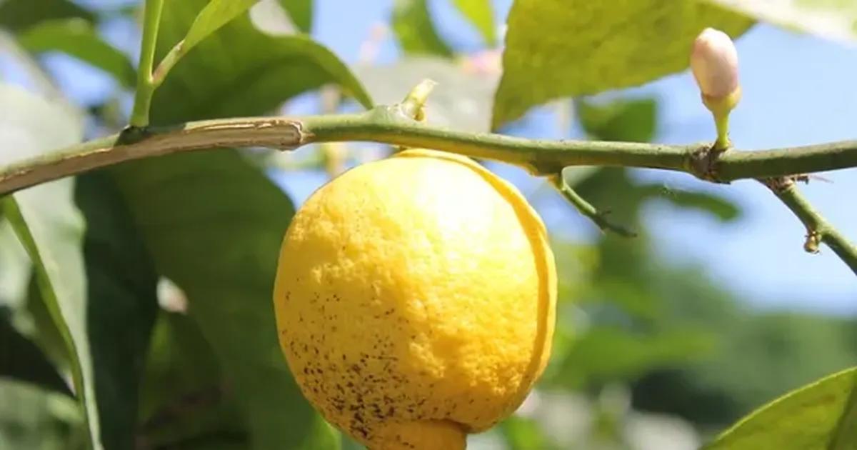 como curar un arbol de limon enfermo - Cómo curar un árbol de limón con plagas