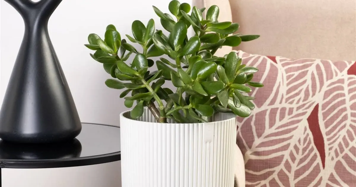 Enfermedades del árbol de jade: Guía completa para su cuidado - Cómo curar una planta de jade arbol de jade enfermedades - Cómo curar una planta de jade