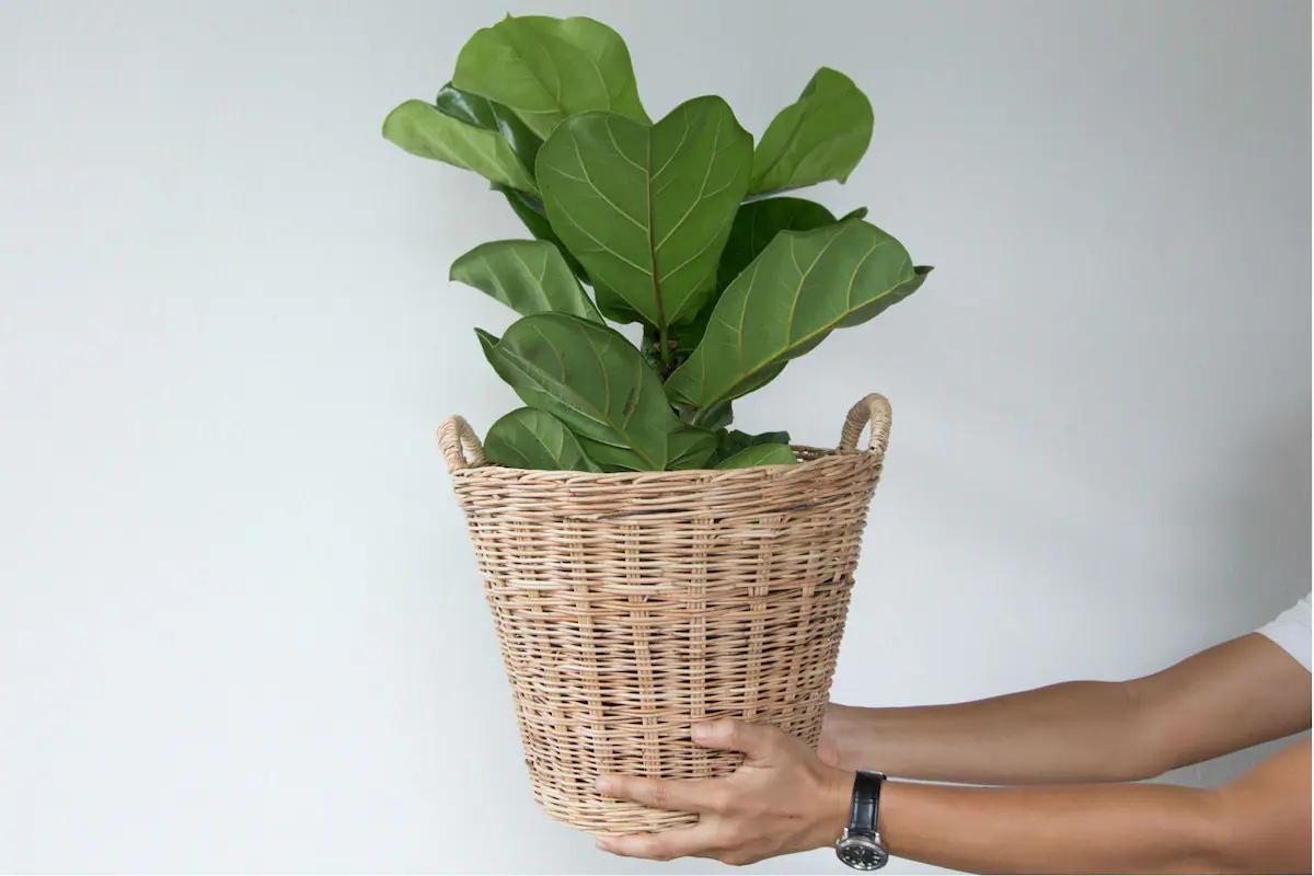 Ficus Lyrata: La Guía Definitiva para Cuidar el Árbol de Lira - Cómo debo cuidar el árbol de Pandura arbol de lira - Cómo debo cuidar el árbol de Pandura