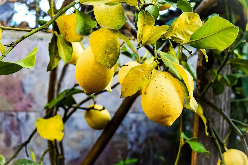 como curar un arbol de limon enfermo - Cómo eliminar el hongo de un árbol de limón