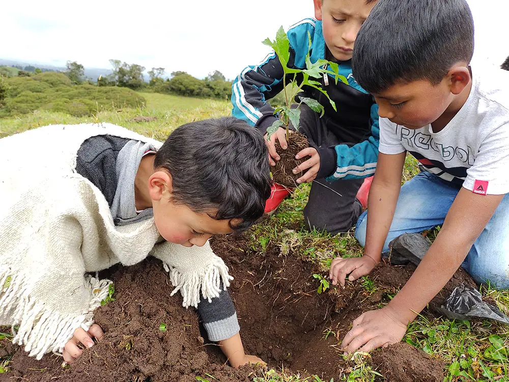 proyecto educativo sobre plantar arboles - Cómo emprenderías un proyecto de plantación de árboles alrededor de la escuela