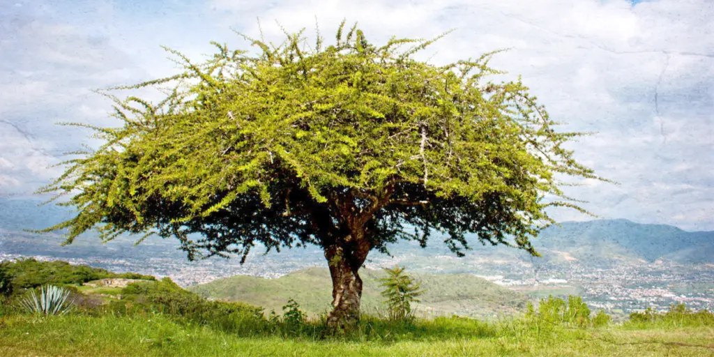 Copalillo Árbol: Un Tesoro Aromático de México - Cómo es el árbol de copal copalillo arbol - Cómo es el árbol de copal