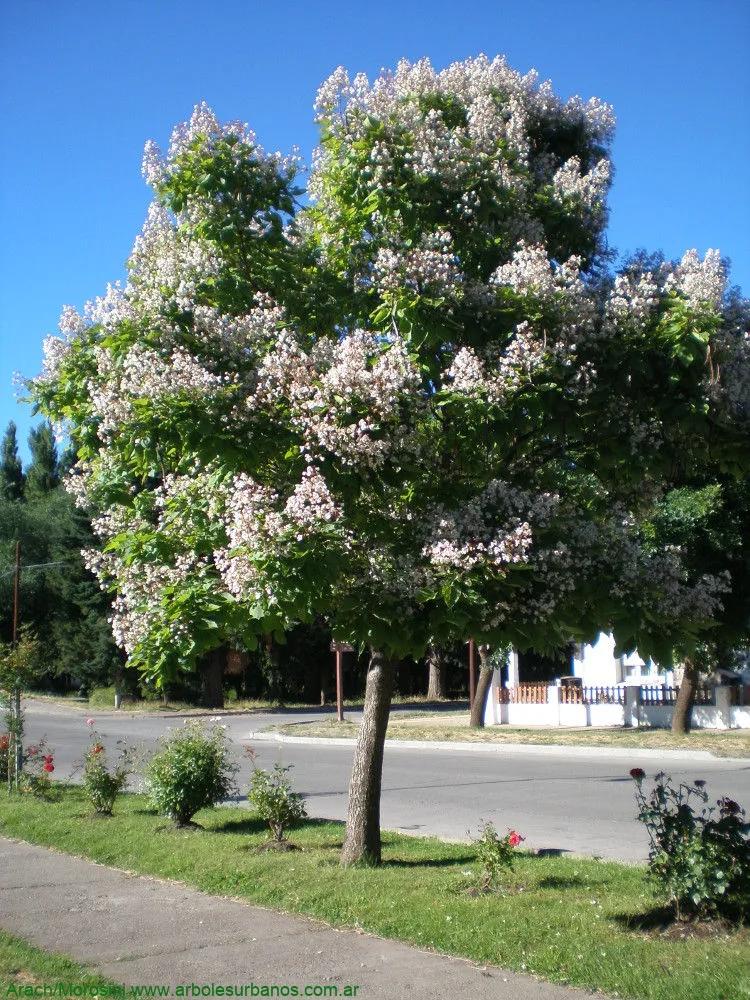 Catalpa Bignonioides: Guía Completa para el Cultivo de este Árbol - Cómo es el árbol de la Catalpa arbol catalpa bignonioides - Cómo es el árbol de la Catalpa