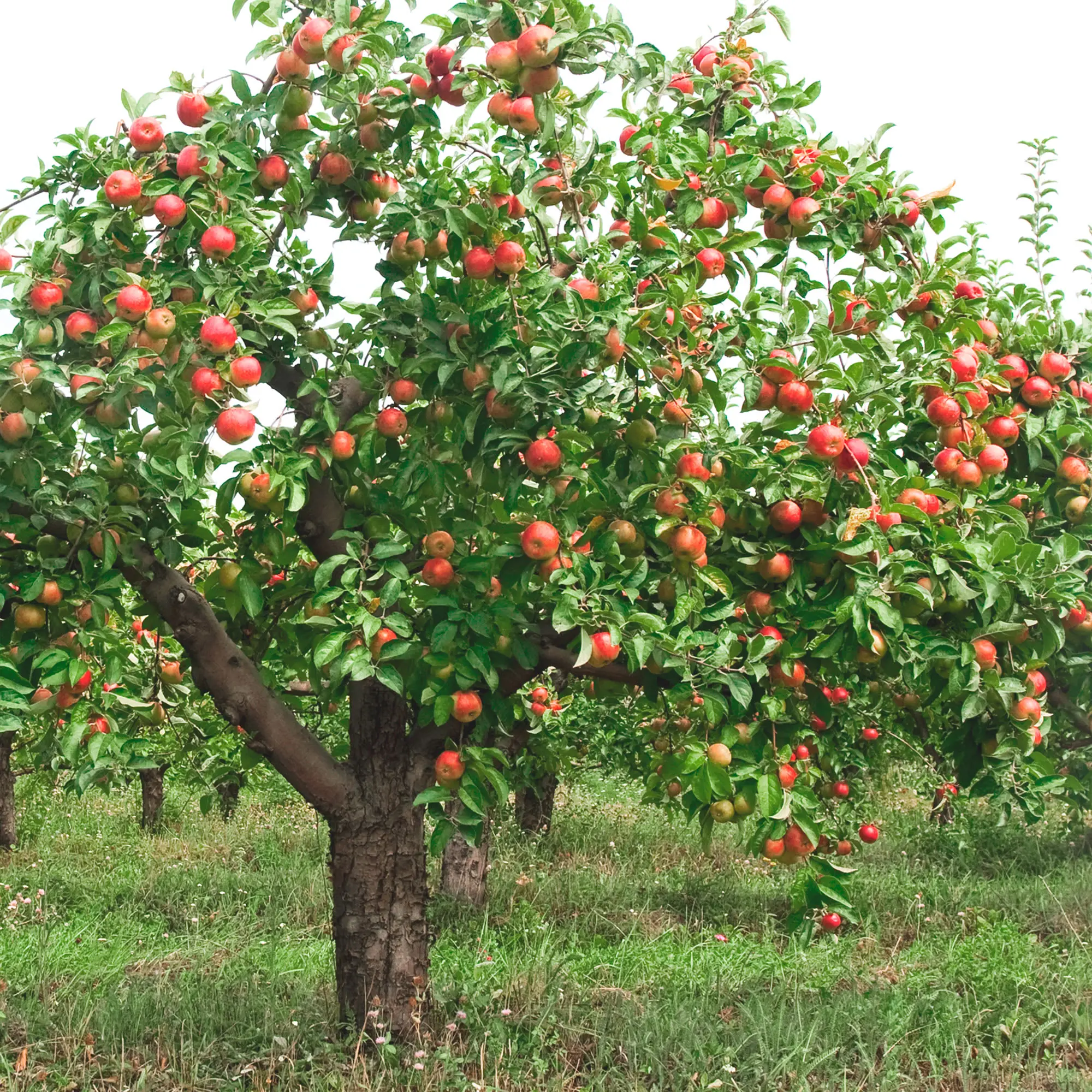 El árbol de manzana gala: características, cultivo y cuidados - Cómo es el árbol de manzana gala manzana gala arbol - Cómo es el árbol de manzana gala