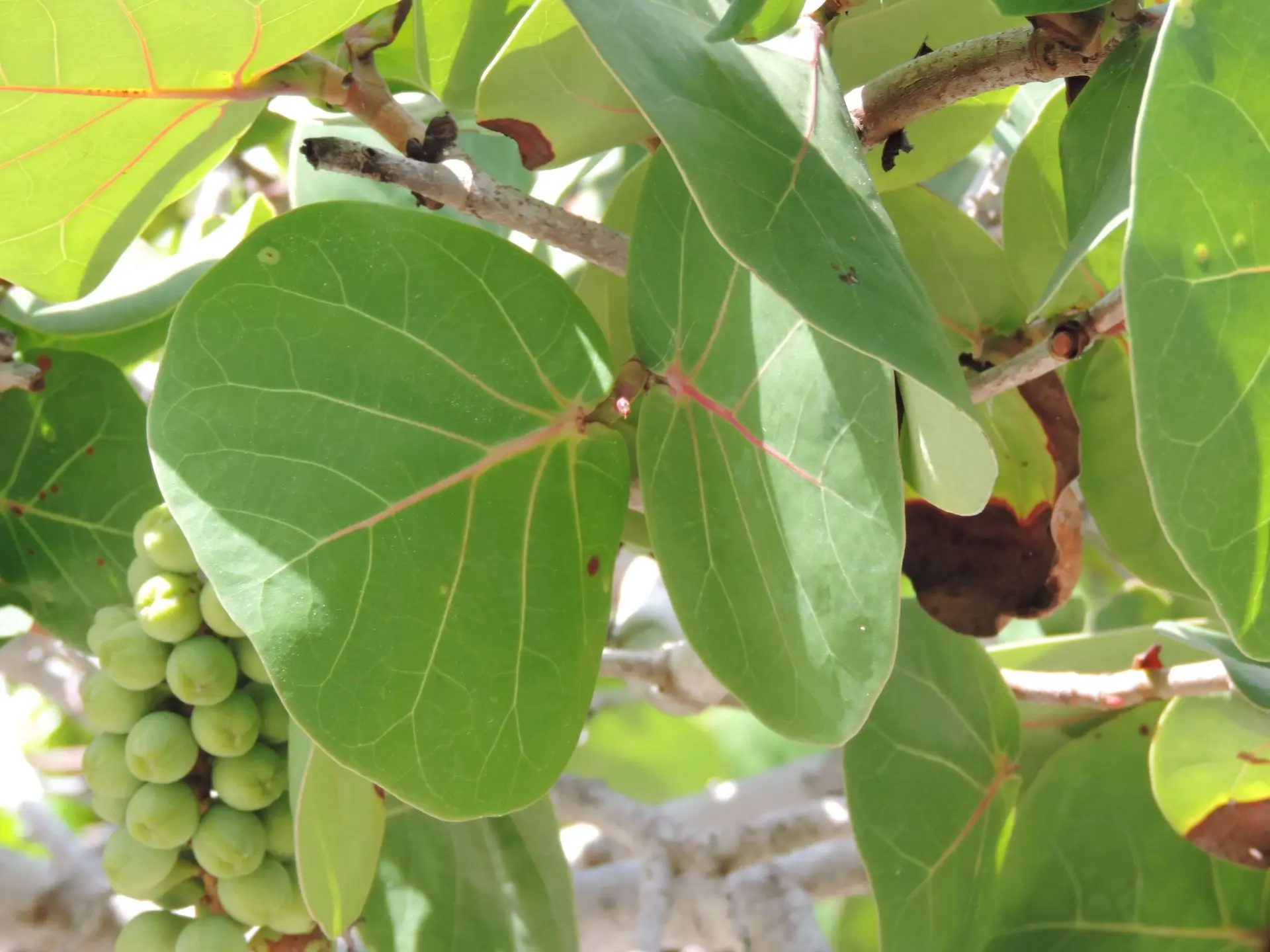 El Árbol de la Uva: Descubriendo la Vid y su Importancia - Cómo es el árbol de uvas arbol de la uva como se llama - Cómo es el árbol de uvas