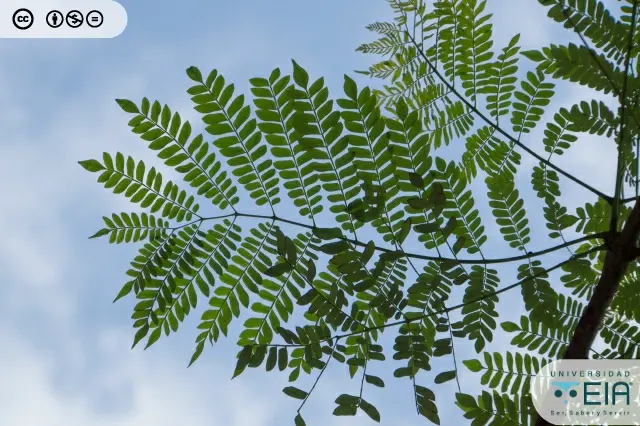 arbol gualanday caracteristicas - Cómo es el árbol gualanday