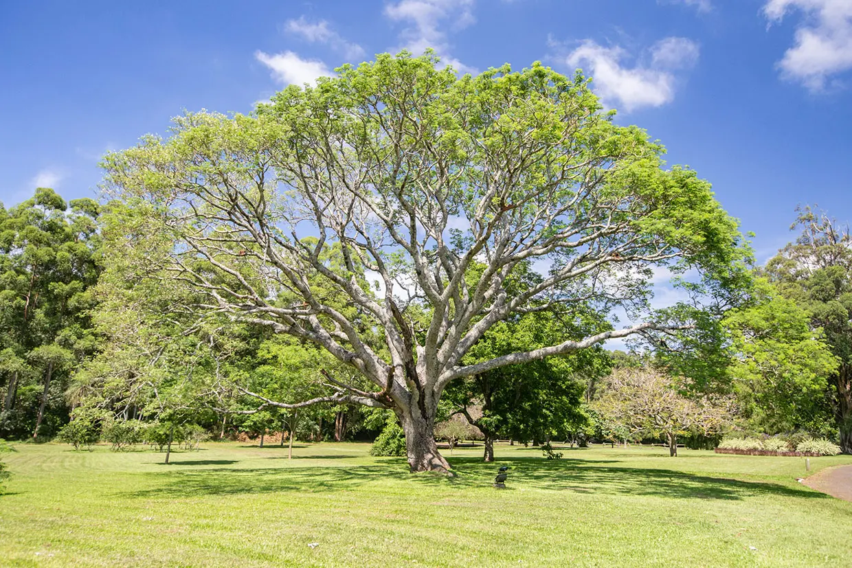 Árboles Similares al Timbó: Guía para Elegir el Ideal para tu Jardín - Cómo es el árbol timbó arbol parecido al timbo - Cómo es el árbol timbó