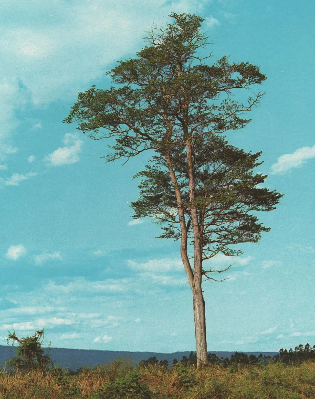 arbol palo lanza - Cómo es el palo amarillo