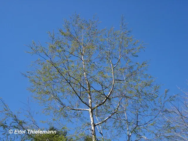 El Roble Chileno: Un Gigante de la Flora Nacional - Cómo es el roble chileno arbol roble chileno - Cómo es el roble chileno
