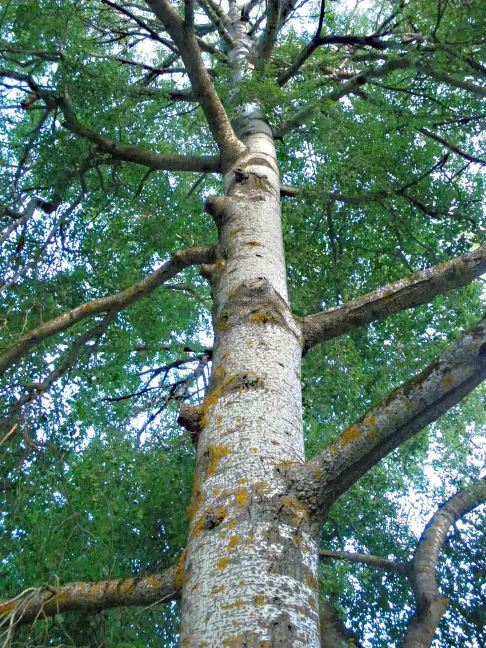 alamo arbol tronco - Cómo es el tronco del álamo