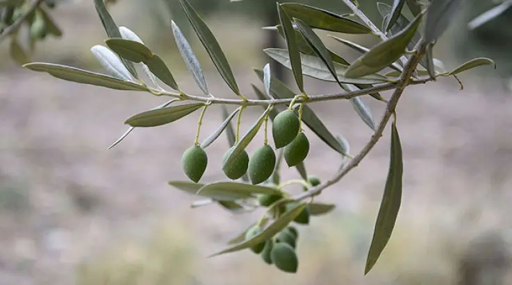 <b>Árboles autóctonos de La Rioja</b>: Un viaje por la riqueza vegetal de la región - Cómo es la flora de la Rioja arboles autoctonos de la rioja - Cómo es la flora de la Rioja