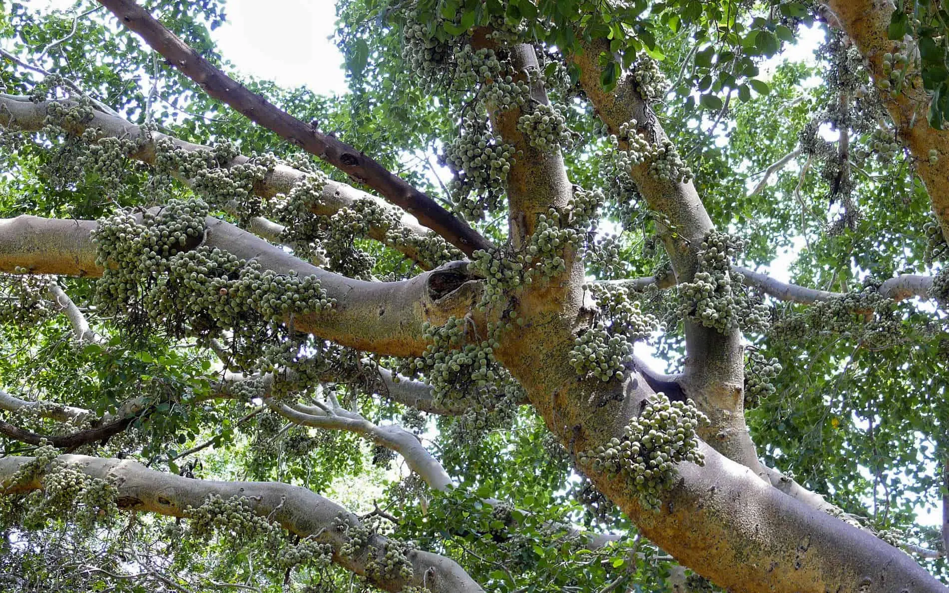 Descubre las Características de las Hojas del Árbol Sicómoro - Cómo es la hoja de sicómoro arbol sicomoro imagenes - Cómo es la hoja de sicómoro