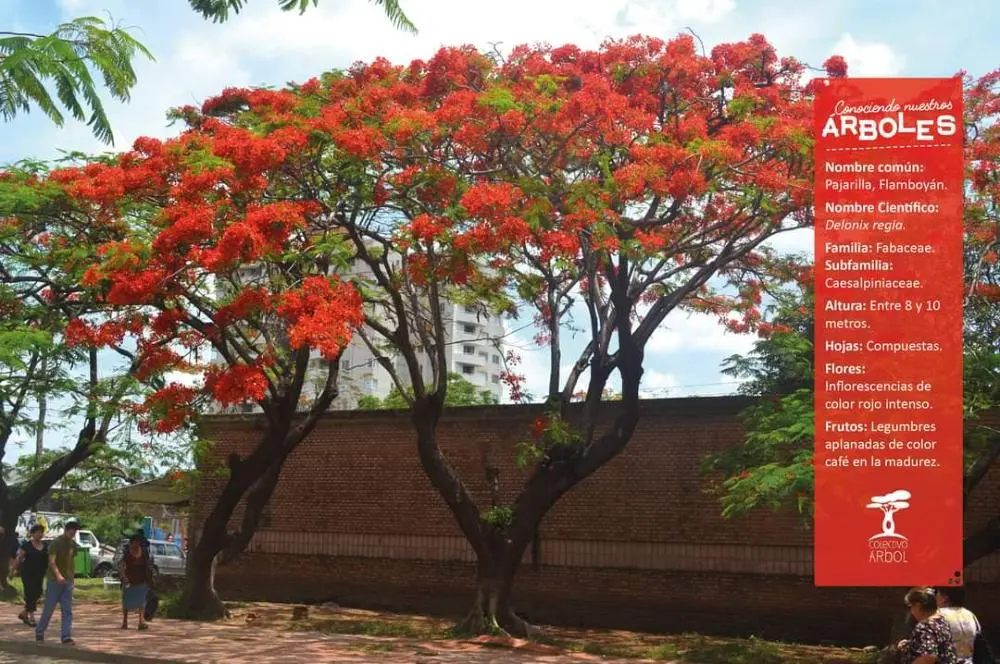 La Pajarilla: Una Guía Completa para el Cultivo y Cuidado de Esta Hermosa Planta - Cómo es la planta de la pajarilla arbol pajarilla - Cómo es la planta de la pajarilla