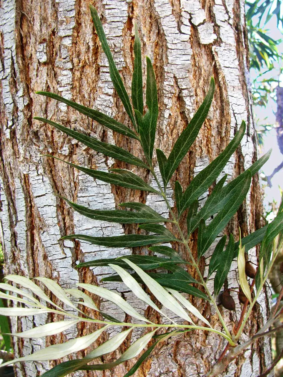 Grevillea: Descubriendo las raíces de un árbol majestuoso - Cómo es la raíz de la grevillea arbol grevillea raices - Cómo es la raíz de la grevillea