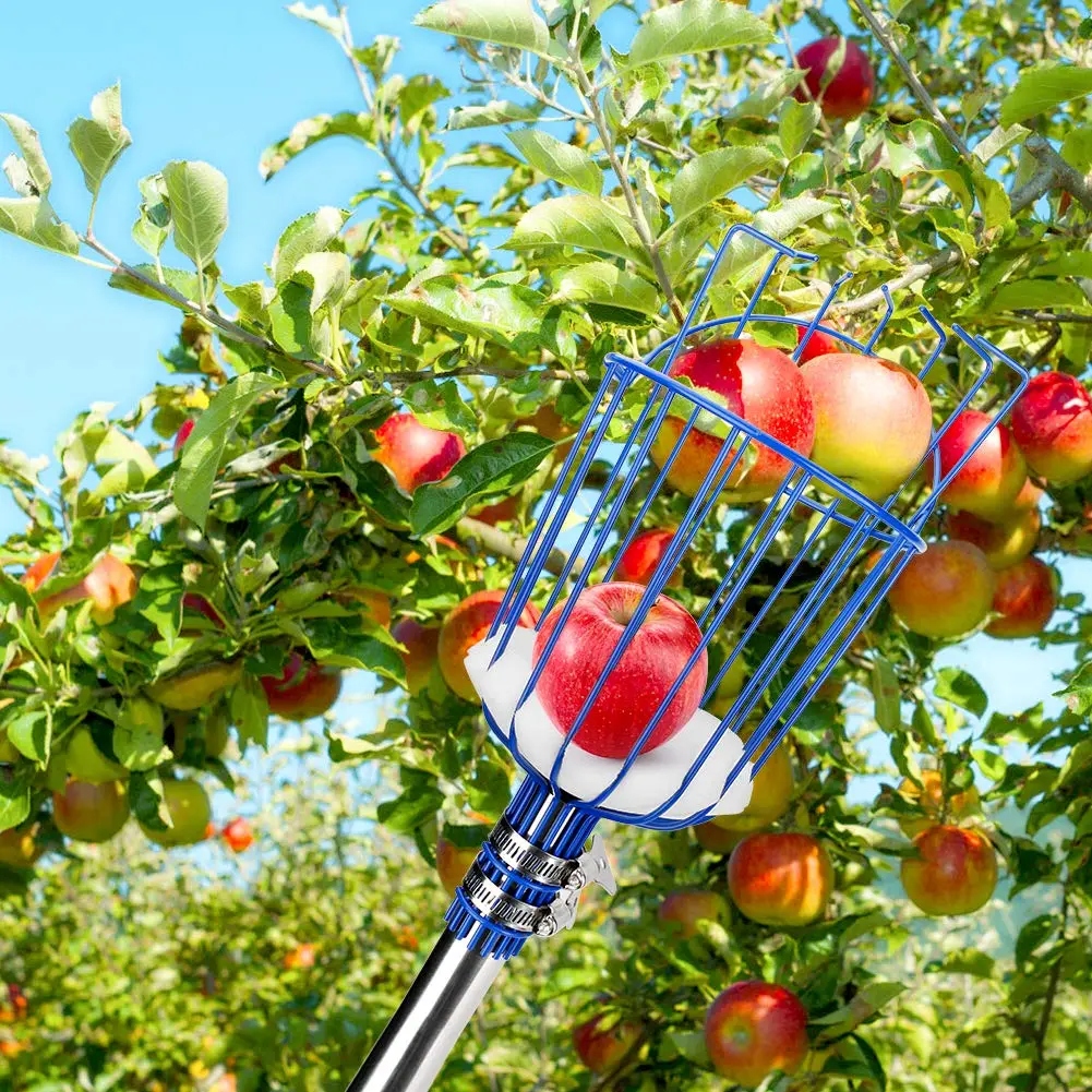 Recolector de Frutos en Paisaje Arbolado: Una Profesión en la Naturaleza - Cómo es la recolección de frutas recolector de frutos en paisaje arbolado - Cómo es la recolección de frutas