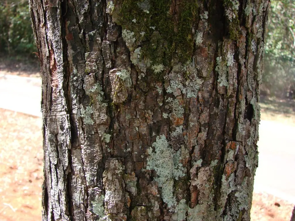 Copaiba: El árbol de la Amazonía con múltiples usos - Cómo es la semilla de copaiba imagenes del arbol de copaiba - Cómo es la semilla de copaiba