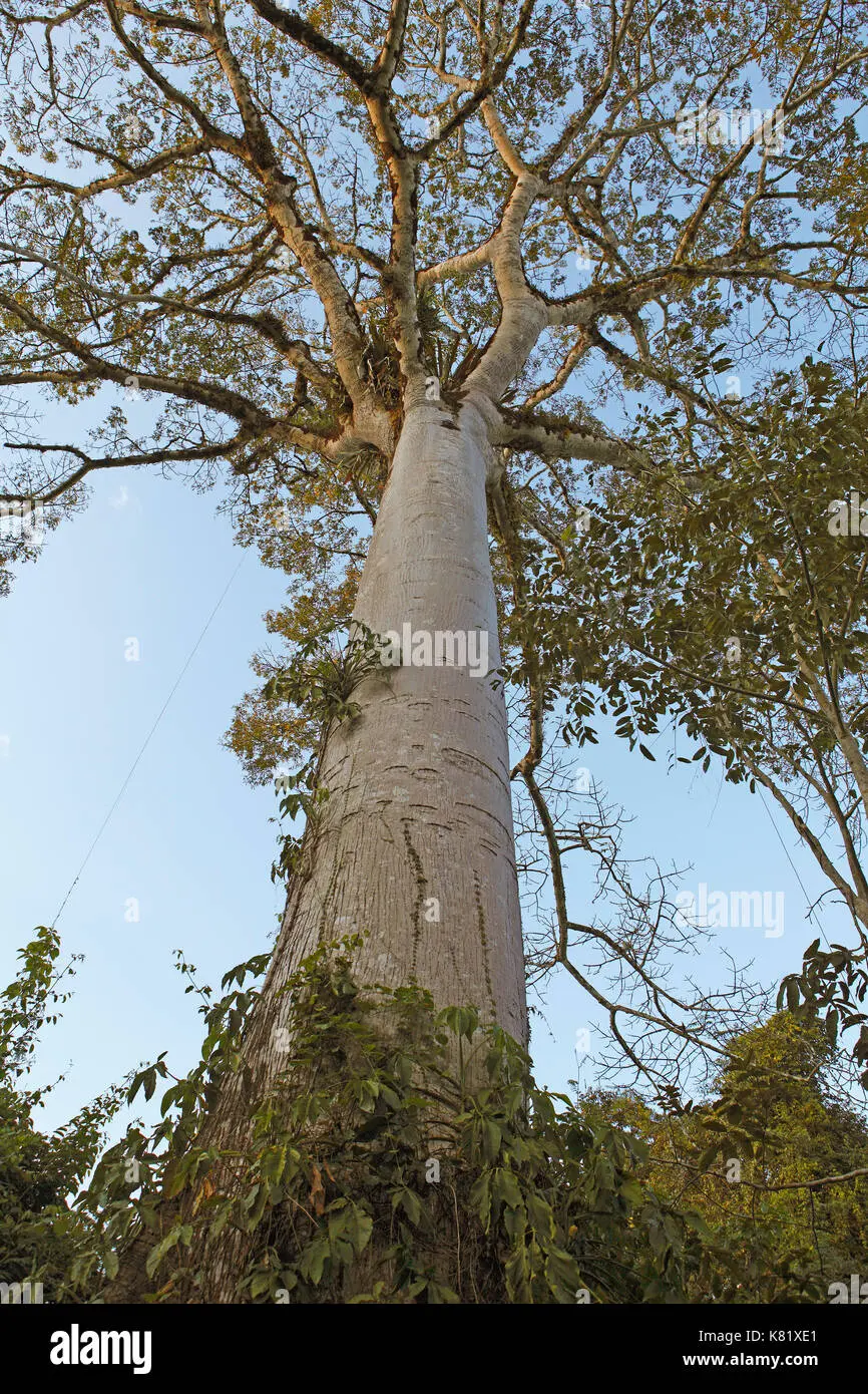 Los Árboles de la Selva Lacandona: Un Tesoro de Biodiversidad - Cómo es la vegetación de la selva arboles de la selva lacandona - Cómo es la vegetación de la selva