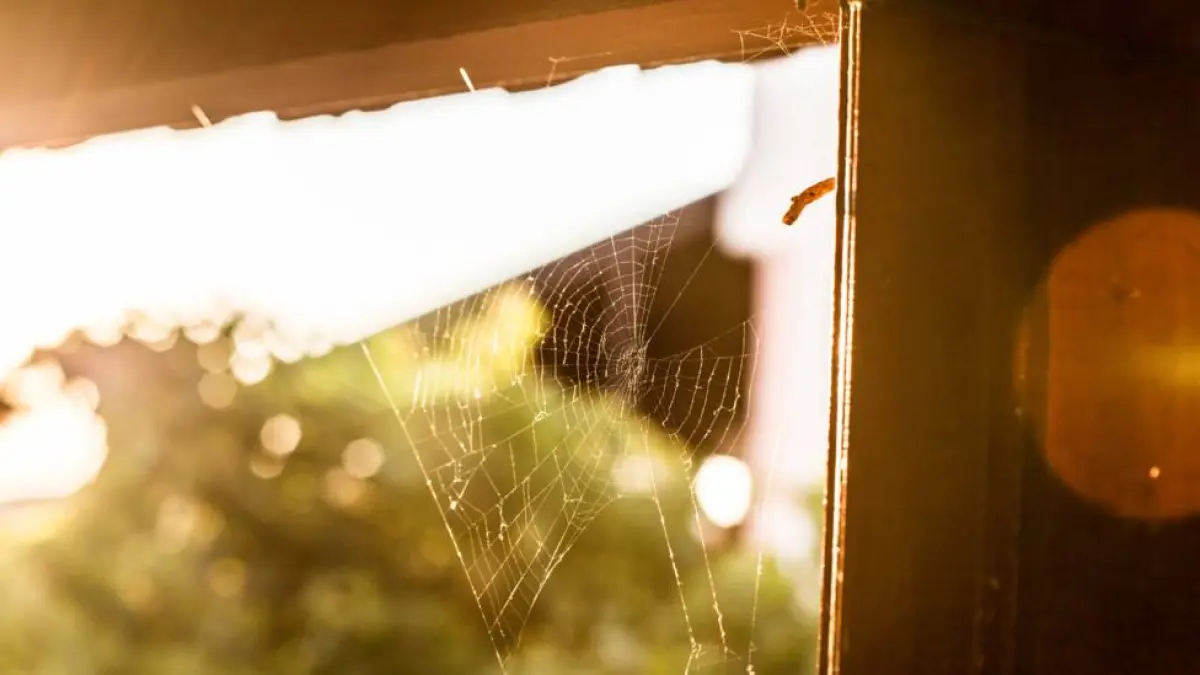 Telarañas en los árboles: Causas, prevención y control - Cómo exterminar telarañas arboles llenos de telarañas - Cómo exterminar telarañas