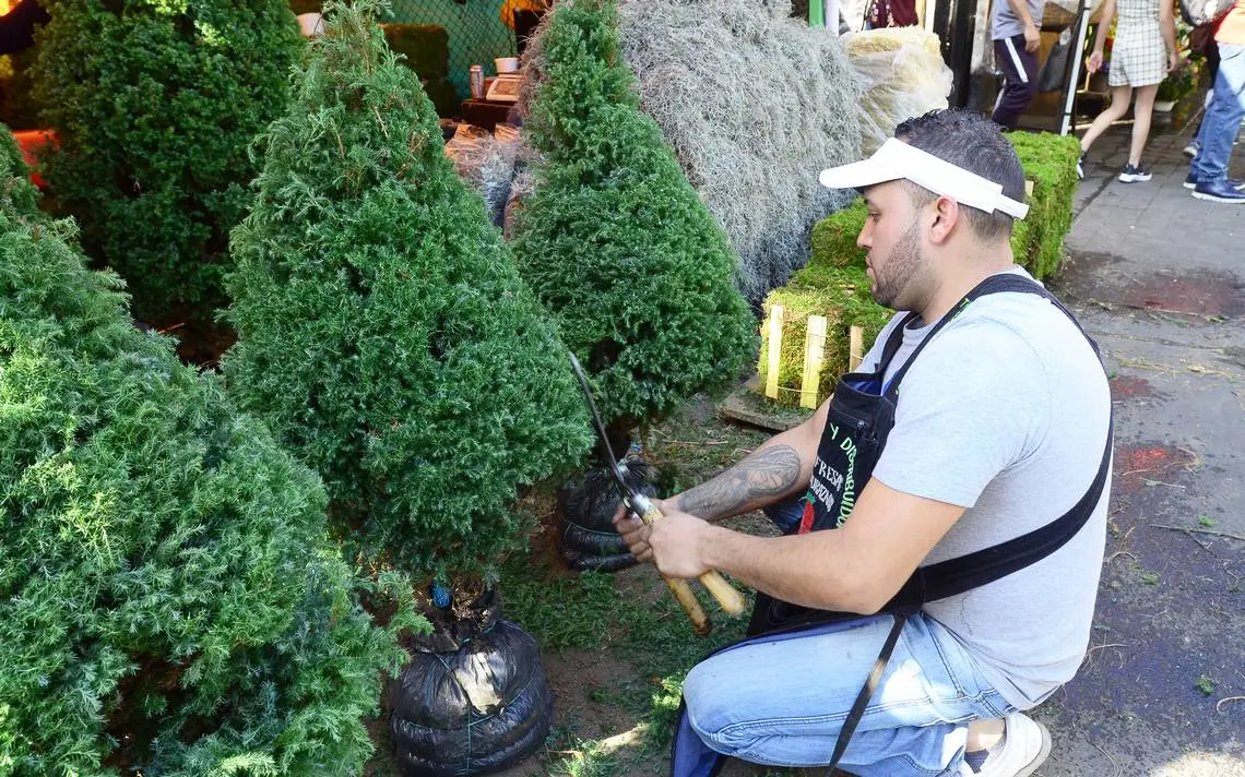 El árbol de Navidad natural con raíz: Guía completa para disfrutarlo al máximo - Cómo hacer que dure más tiempo el árbol de Navidad natural arbol de navidad natural con raiz - Cómo hacer que dure más tiempo el árbol de Navidad natural