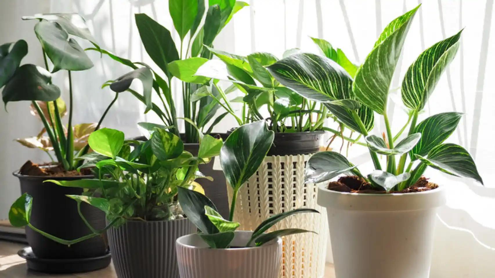 Descubre los Árboles de Hojas Brillantes: Guía Completa para Identificarlos - Cómo hacer que las hojas de mis plantas brillen arbol de hojas brillosas - Cómo hacer que las hojas de mis plantas brillen