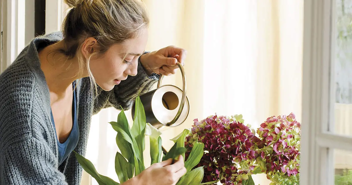 Descubre los Árboles de Hojas Brillantes: Guía Completa para Identificarlos - Cómo hacer un abrillantador de plantas arbol de hojas brillosas - Cómo hacer un abrillantador de plantas