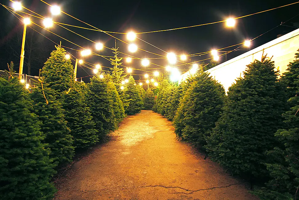 Cómo recuperar un árbol de Navidad seco: Consejos para revivir tu pino - Cómo hidratar un árbol de Navidad arbol de navidad con rama seca - Cómo hidratar un árbol de Navidad