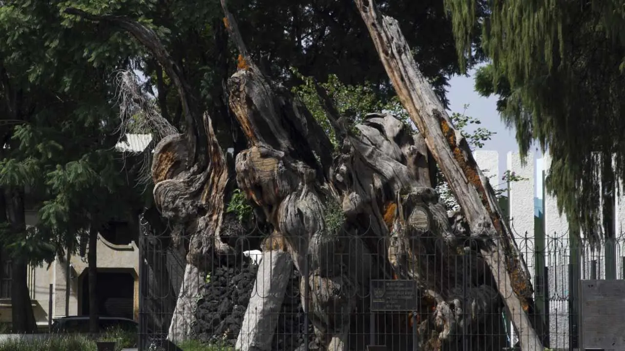 El Árbol de la Noche Triste: Testigo Silencioso de la Conquista - Cómo llegar al Árbol de la Noche Triste arbol de la noche triste - Cómo llegar al Árbol de la Noche Triste