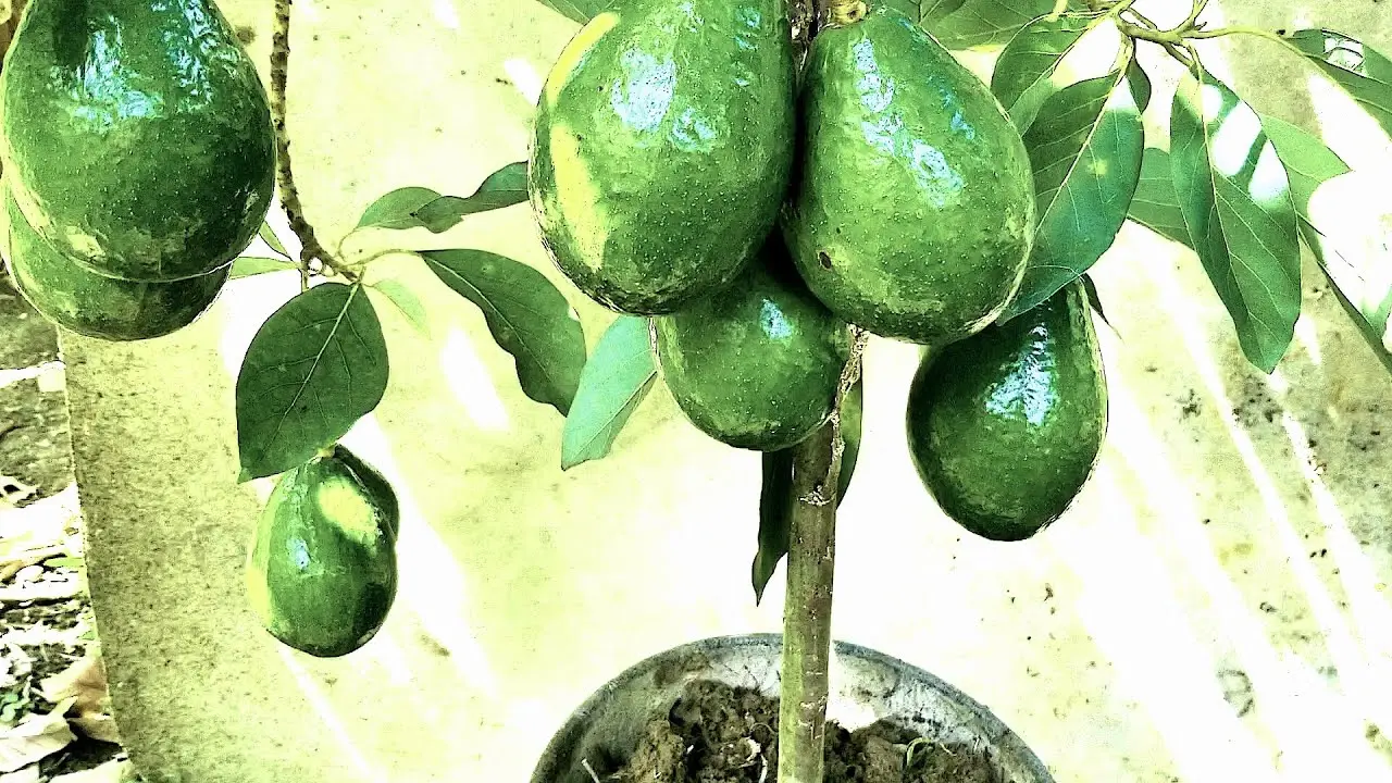 Cómo mantener un árbol de aguacate pequeño: Guía completa para un cultivo exitoso - Cómo mantener un árbol de aguacate pequeño arbol de aguacate pequeño - Cómo mantener un árbol de aguacate pequeño