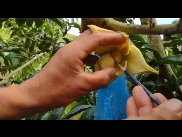 arbol de guanabana cuanto tarda en dar fruto - Cómo nace el fruto de la guanábana