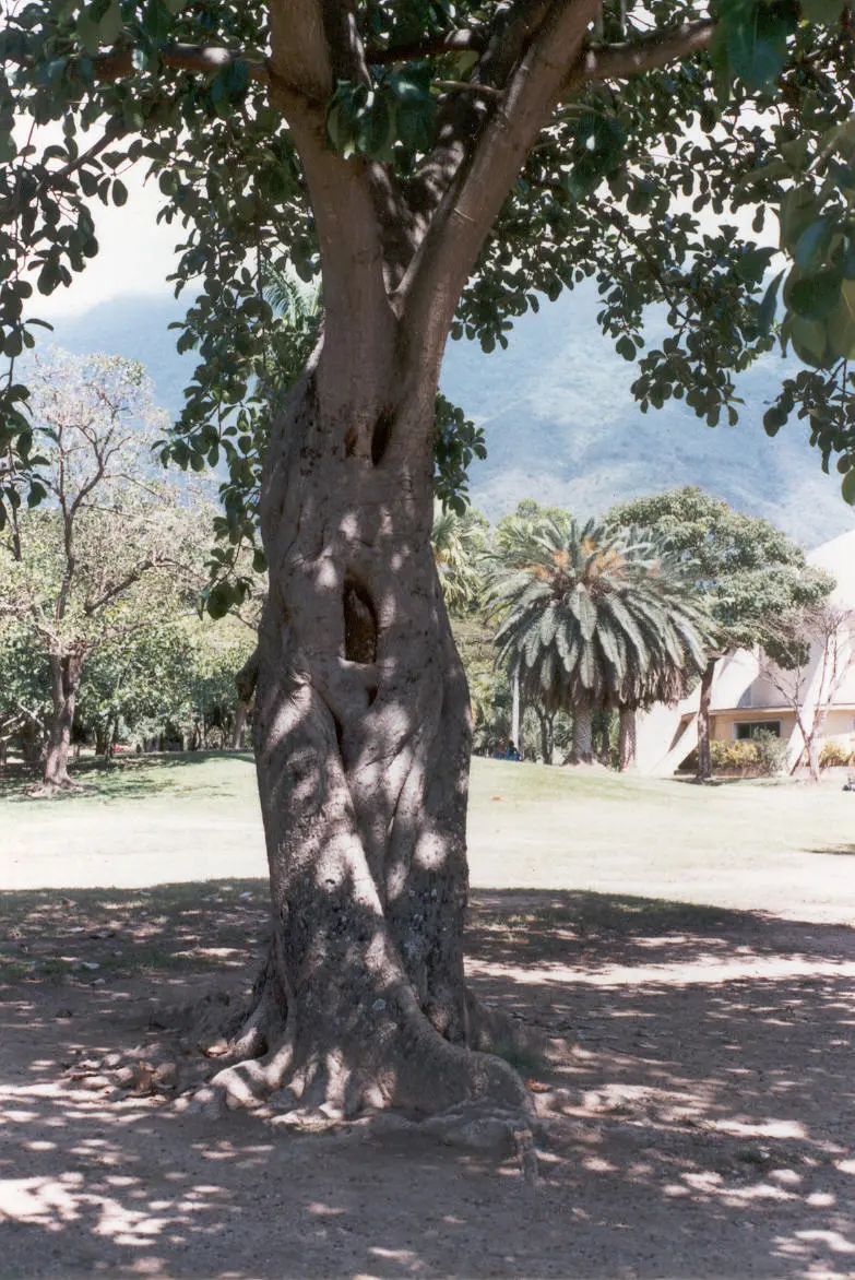 El Matapalo: Un Árbol Controvertido con un Rol Esencial en la Amazonía - Cómo nace el matapalos arbol matapalo - Cómo nace el matapalos