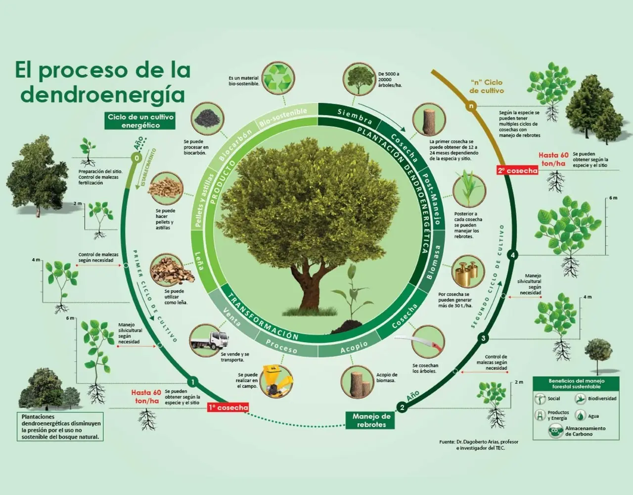 El Origen de los Árboles: Una Historia Evolutiva de Millones de Años - Cómo nació el primer árbol de donde proviene el arbol - Cómo nació el primer árbol
