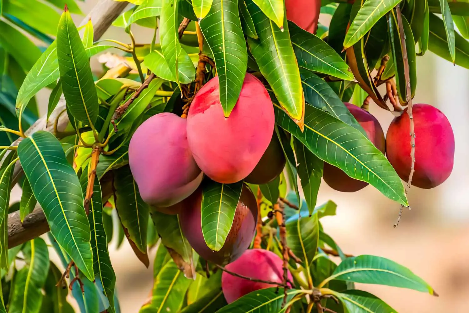 Cómo Sembrar un Árbol de Mango: Una Guía Completa para Principiantes - Cómo plantar la semilla de mango arbol de mango como sembrar - Cómo plantar la semilla de mango