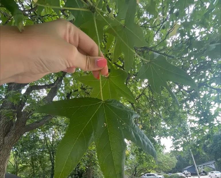 Cómo podar un árbol de liquidámbar: Guía completa para la poda de Liquidambar - Cómo podar un árbol de liquidámbar como podar un arbol liquidambar - Cómo podar un árbol de liquidámbar