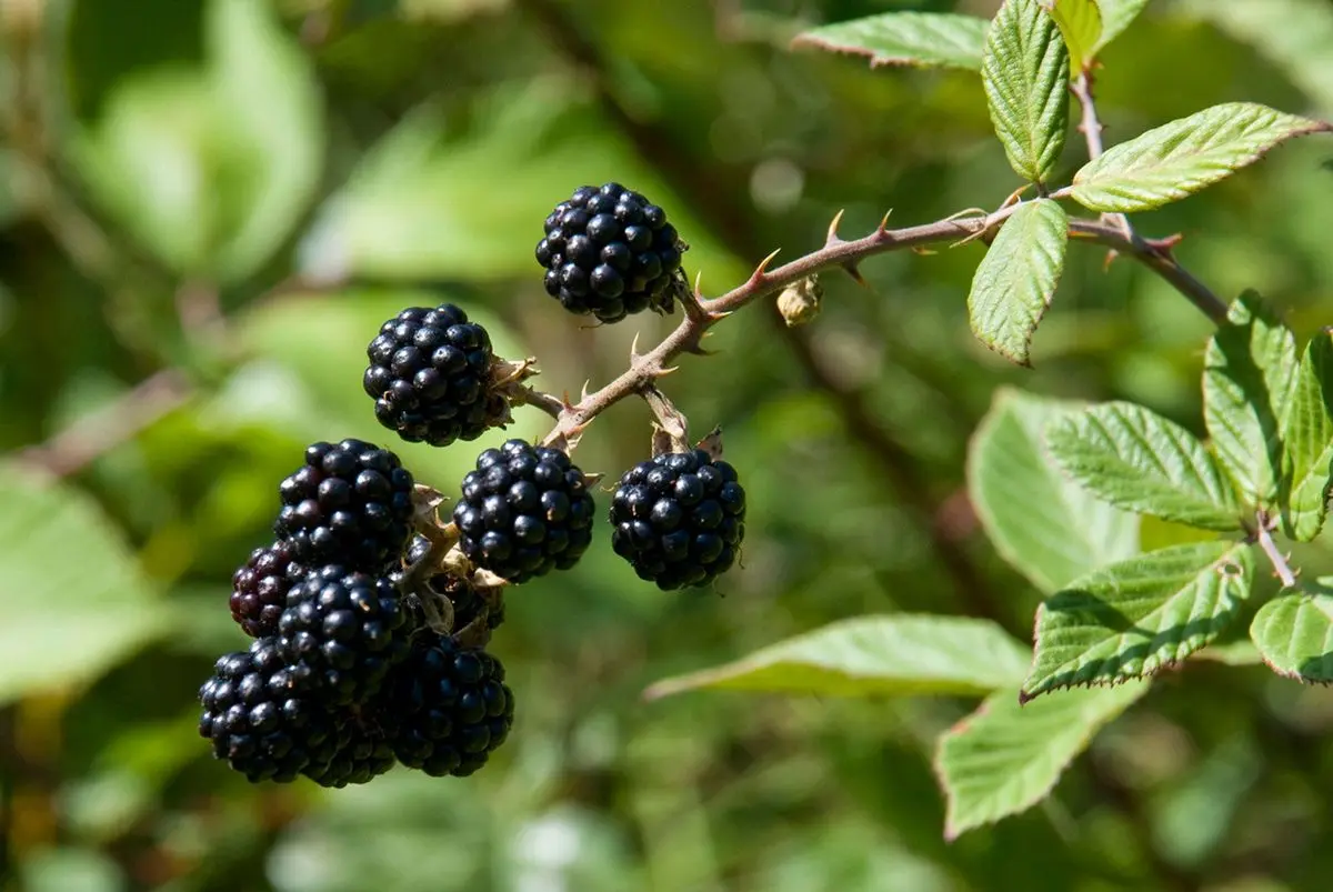como reproducir arbol de moras - Cómo propagar árboles de mora