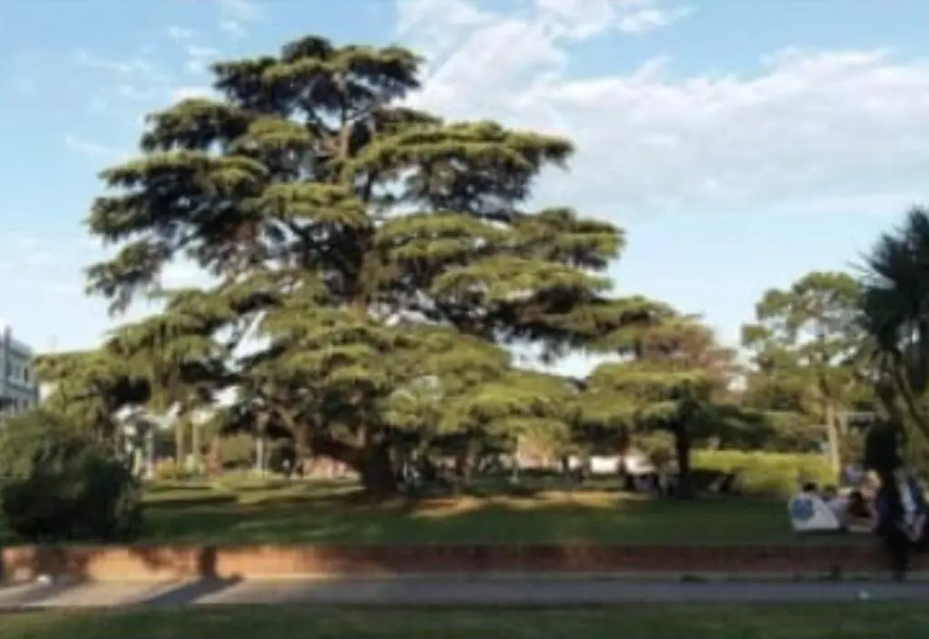Plan Arbolado Ezeiza Municipio: Una iniciativa para un futuro verde - Cómo puedo ver mi libreta sanitaria Ezeiza plan arbolado ezeiza municipio - Cómo puedo ver mi libreta sanitaria Ezeiza