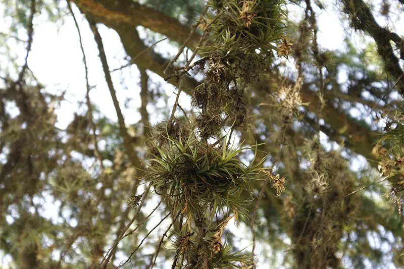 Cómo Eliminar el Clavel del Aire de los Árboles: Guía Completa - Cómo quitar la planta de aire del árbol como eliminar el clavel del aire de los arboles - Cómo quitar la planta de aire del árbol
