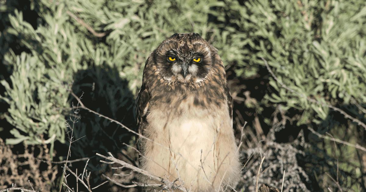Moldes de Búhos en Árboles: Una Guía para el Observador - Cómo rastrear un búho moldes de buhos en arboles - Cómo rastrear un búho