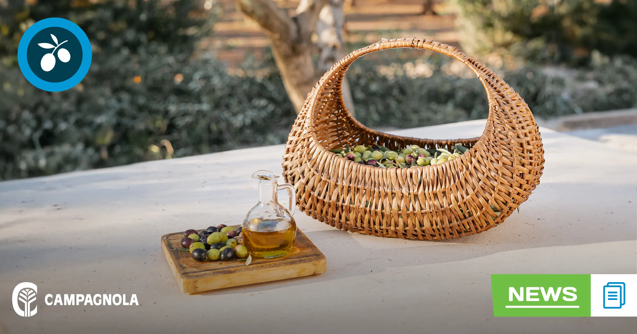 Cuándo se sacan las aceitunas del árbol: Guía para obtener el mejor aceite - Cómo saber cuándo las aceitunas están listas para cosechar cuando se sacan las aceitunas del árbol - Cómo saber cuándo las aceitunas están listas para cosechar
