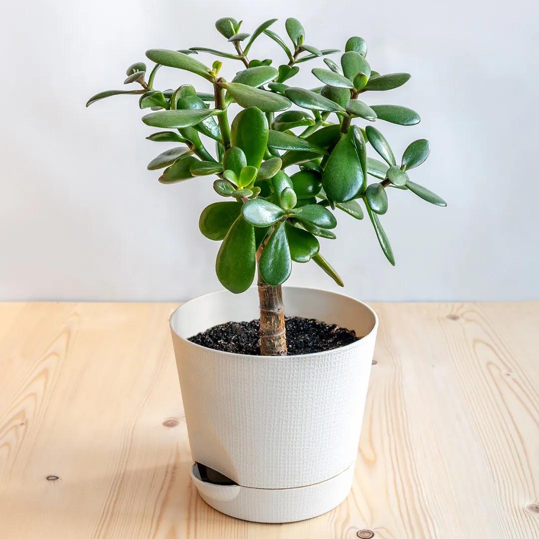 Hojas Arrugadas en el Árbol de Jade: Causas y Soluciones - Cómo saber si a mi árbol de jade le falta agua arbol de jade hojas arrugadas - Cómo saber si a mi árbol de jade le falta agua